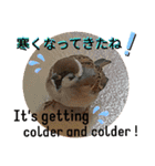 動物たちに秋が来た！by 英語チノカフェ（個別スタンプ：6）