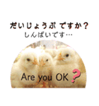 動物たちに秋が来た！by 英語チノカフェ（個別スタンプ：8）