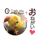 動物たちに秋が来た！by 英語チノカフェ（個別スタンプ：9）