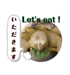 動物たちに秋が来た！by 英語チノカフェ（個別スタンプ：11）