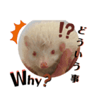 動物たちに秋が来た！by 英語チノカフェ（個別スタンプ：13）