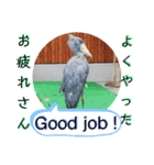 動物たちに秋が来た！by 英語チノカフェ（個別スタンプ：15）