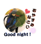 動物たちに秋が来た！by 英語チノカフェ（個別スタンプ：16）