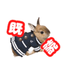 kinakoはRabbit ⑧（個別スタンプ：1）