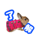 kinakoはRabbit ⑧（個別スタンプ：2）