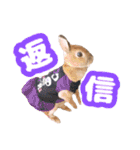 kinakoはRabbit ⑧（個別スタンプ：3）