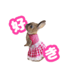 kinakoはRabbit ⑧（個別スタンプ：4）