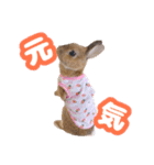 kinakoはRabbit ⑧（個別スタンプ：5）