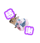 kinakoはRabbit ⑧（個別スタンプ：6）