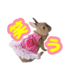 kinakoはRabbit ⑧（個別スタンプ：7）