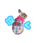 kinakoはRabbit ⑧（個別スタンプ：8）