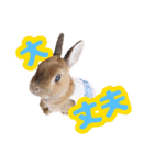kinakoはRabbit ⑧（個別スタンプ：9）