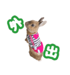 kinakoはRabbit ⑧（個別スタンプ：11）