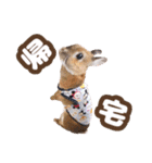 kinakoはRabbit ⑧（個別スタンプ：12）