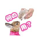 kinakoはRabbit ⑧（個別スタンプ：14）