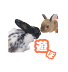kinakoはRabbit ⑧（個別スタンプ：15）