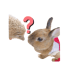 kinakoはRabbit ⑧（個別スタンプ：16）