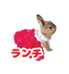 kinakoはRabbit ⑧（個別スタンプ：18）