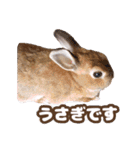 kinakoはRabbit ⑧（個別スタンプ：19）