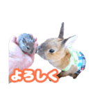kinakoはRabbit ⑧（個別スタンプ：20）