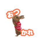 kinakoはRabbit ⑧（個別スタンプ：22）