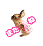 kinakoはRabbit ⑧（個別スタンプ：23）