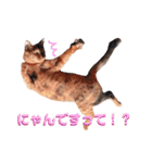 サビ猫のちゃこ2（個別スタンプ：4）