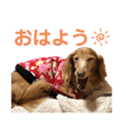 愛犬めいちゃんのスタンプ2（個別スタンプ：1）