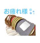 愛犬めいちゃんのスタンプ2（個別スタンプ：2）