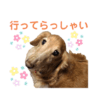 愛犬めいちゃんのスタンプ2（個別スタンプ：4）