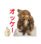 愛犬めいちゃんのスタンプ2（個別スタンプ：5）