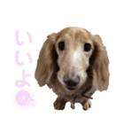 愛犬めいちゃんのスタンプ2（個別スタンプ：7）