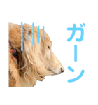 愛犬めいちゃんのスタンプ2（個別スタンプ：11）