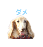愛犬めいちゃんのスタンプ2（個別スタンプ：12）