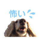 愛犬めいちゃんのスタンプ2（個別スタンプ：13）