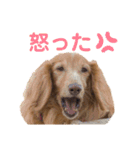 愛犬めいちゃんのスタンプ2（個別スタンプ：14）