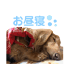 愛犬めいちゃんのスタンプ2（個別スタンプ：15）