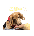 愛犬めいちゃんのスタンプ2（個別スタンプ：16）