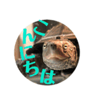 クサガメのカメ太 No.2（個別スタンプ：2）