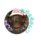 クサガメのカメ太 No.2（個別スタンプ：4）