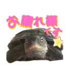 クサガメのカメ太 No.2（個別スタンプ：5）