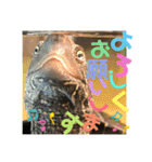 クサガメのカメ太 No.2（個別スタンプ：6）