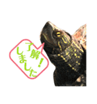 クサガメのカメ太 No.2（個別スタンプ：7）