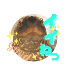 クサガメのカメ太 No.2（個別スタンプ：10）