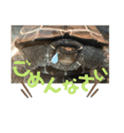 クサガメのカメ太 No.2（個別スタンプ：12）