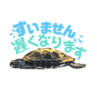 クサガメのカメ太 No.2（個別スタンプ：13）