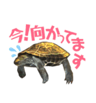 クサガメのカメ太 No.2（個別スタンプ：14）