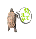 クサガメのカメ太 No.2（個別スタンプ：18）
