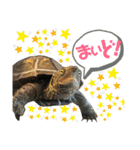 クサガメのカメ太 No.2（個別スタンプ：19）