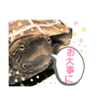 クサガメのカメ太 No.2（個別スタンプ：24）